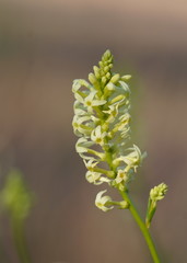 Stackhousia aspericocca