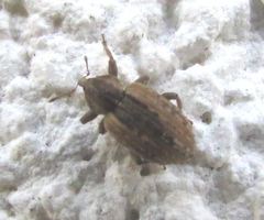 Curculionidae