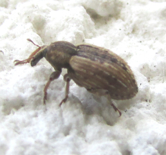 Curculionidae