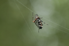 Verrucosa meridionalis