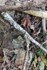 Araucaria cunninghamii