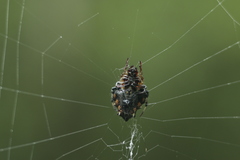 Verrucosa meridionalis