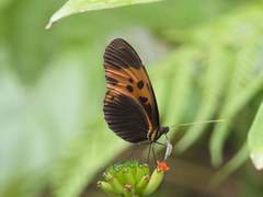 Heliconius numata bicoloratus