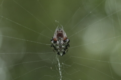 Verrucosa meridionalis