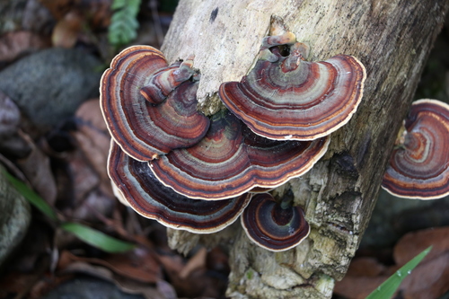 dark-footed tinypore