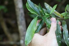 Atractocarpus chartaceus