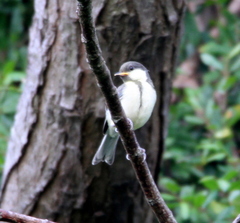 Parus minor commixtus