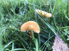 Basidiomycota