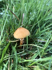 Basidiomycota