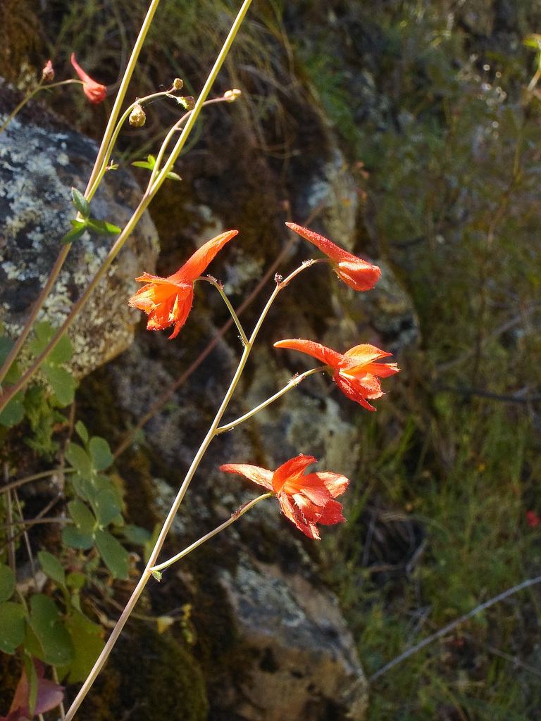 Red larkspur (Wildflowers of Bouverie Preserve of ACR) · iNaturalist