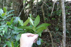 Ixora beckleri