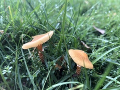 Basidiomycota
