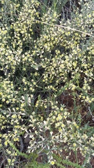 Aspalathus granulata