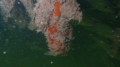 Tedania ignis