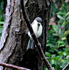 Parus minor commixtus