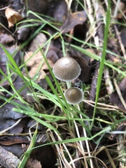 Mycena