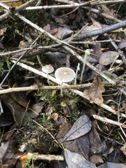 Mycena