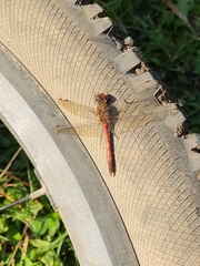 Sympetrum striolatum