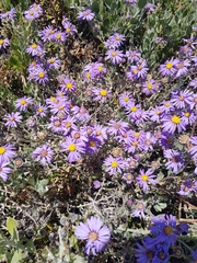 Amellus asteroides asteroides