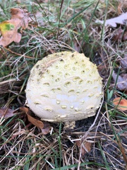 Scleroderma citrinum