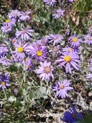 Amellus asteroides asteroides