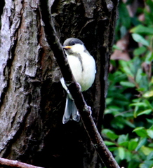Parus minor commixtus