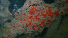 Tedania ignis