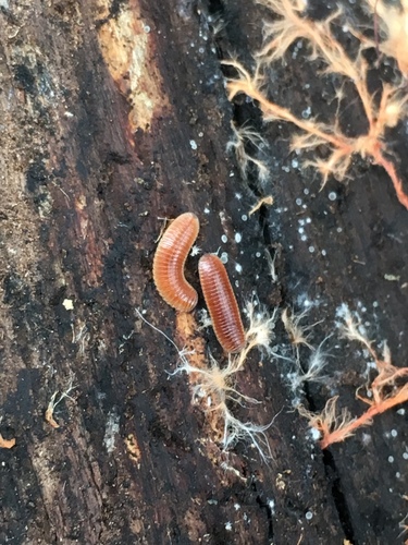 Bdellozonium cerviculatum