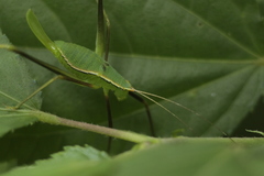 Xenicola taroba