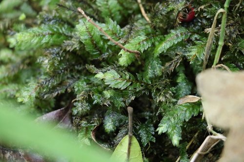 Image of Mesochaete undulata by (c) Greg Tasney, some rights reserved (CC BY-SA)