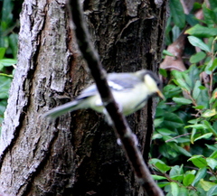 Parus minor commixtus