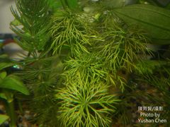 Limnophila