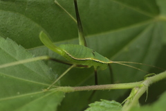 Xenicola taroba
