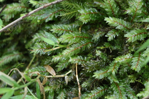 Image of Mesochaete undulata by (c) Greg Tasney, some rights reserved (CC BY-SA)