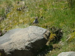 Thinocorus orbignyianus