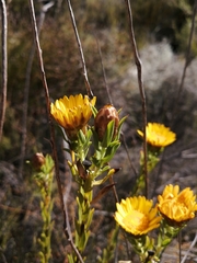 Calycinae