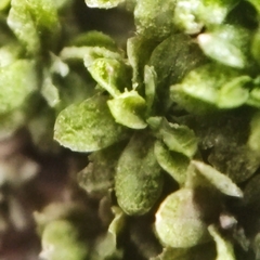 Syntrichia latifolia