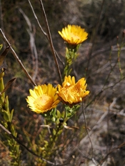 Calycinae