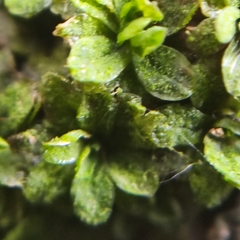 Syntrichia latifolia