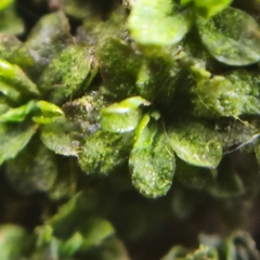 Syntrichia latifolia