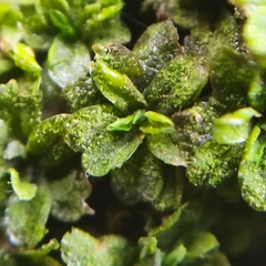 Syntrichia latifolia