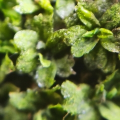 Syntrichia latifolia