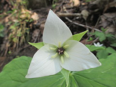 Trillium simile
