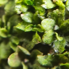 Syntrichia latifolia