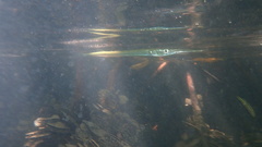 Platybelone argalus