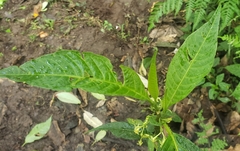 Solanum anceps
