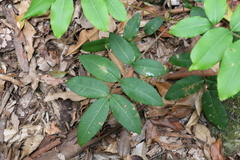 Flindersia bennettii