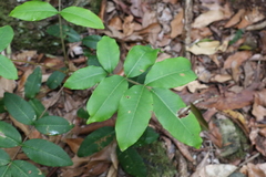 Flindersia bennettii