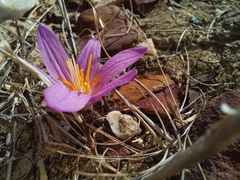 Colchicum filifolium