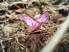 Colchicum filifolium